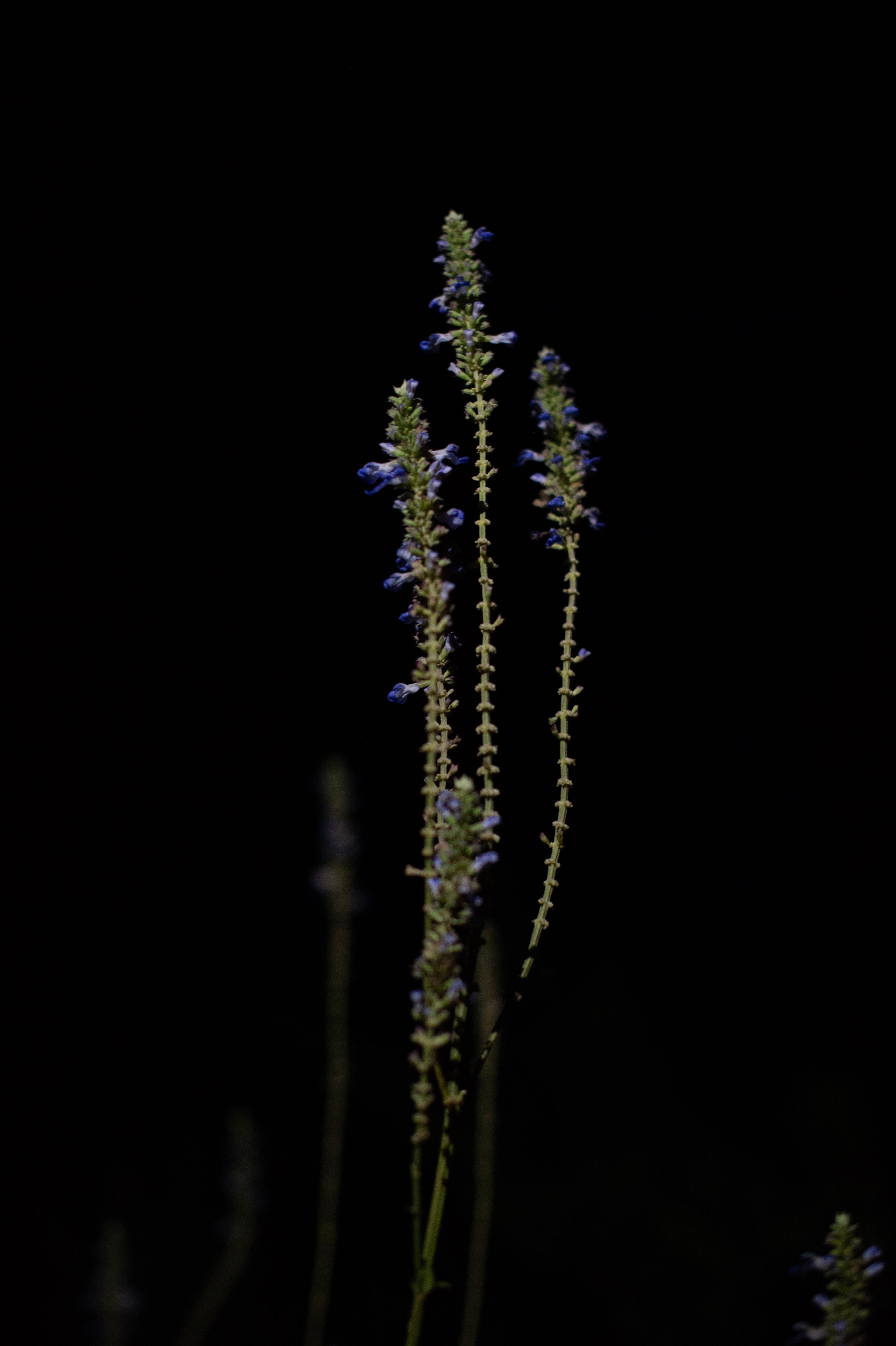 Le jardin fleur nuit/photos/05.jpg